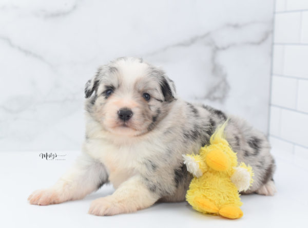 Mini / Toy Australian Shepherd Puppy Zelly