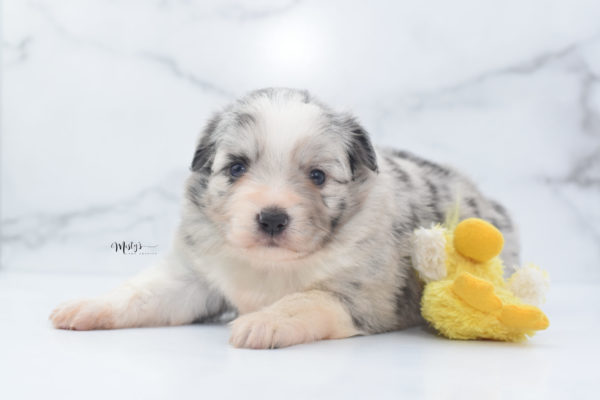 Mini / Toy Australian Shepherd Puppy Zelly