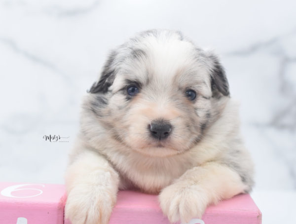 Mini / Toy Australian Shepherd Puppy Zelly