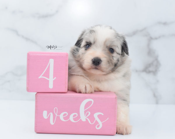 Mini / Toy Australian Shepherd Puppy Zelly