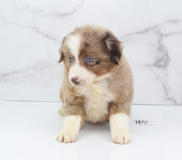 Mini / Toy Australian Shepherd Puppy Clementine