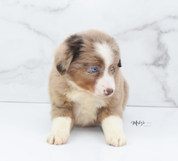 Mini / Toy Australian Shepherd Puppy Clementine