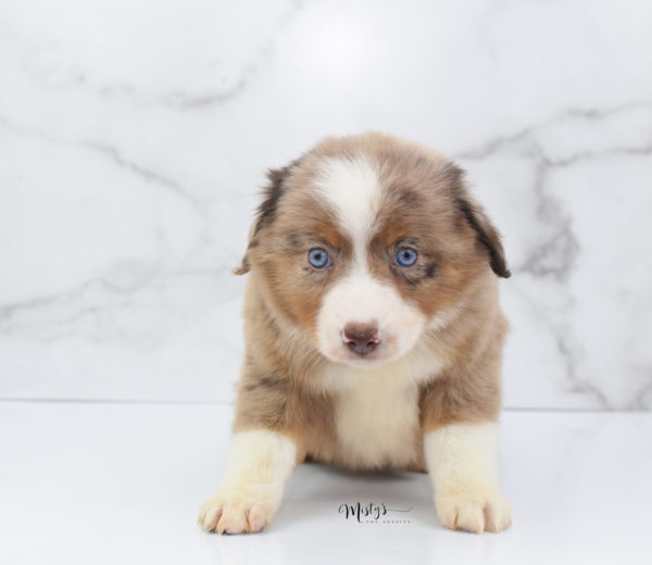 Mini / Toy Australian Shepherd Puppy Clementine