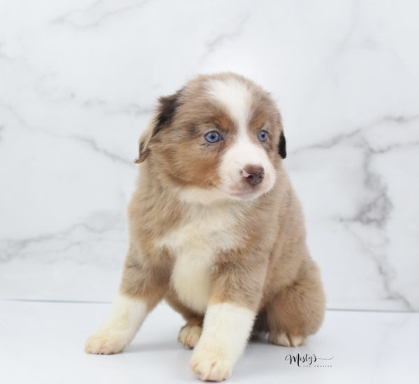 Mini / Toy Australian Shepherd Puppy Clementine