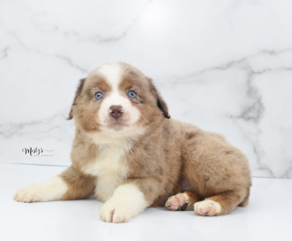 Mini / Toy Australian Shepherd Puppy Clementine