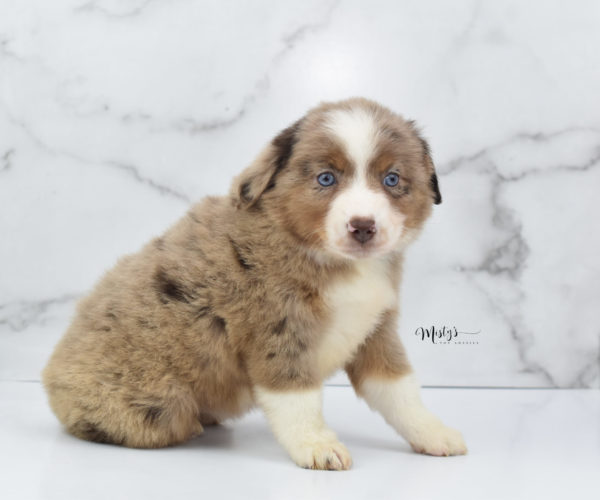 Mini / Toy Australian Shepherd Puppy Clementine