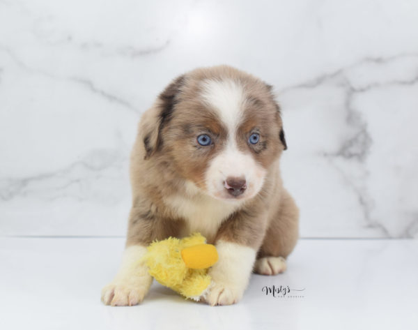 Mini / Toy Australian Shepherd Puppy Clementine