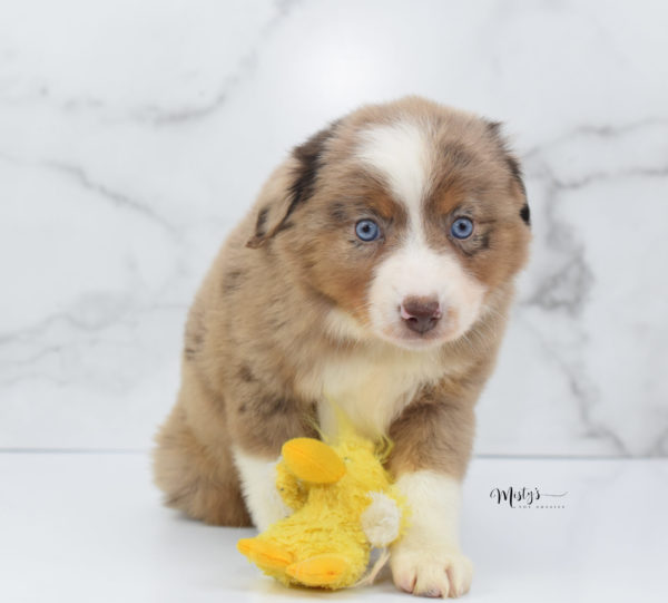 Mini / Toy Australian Shepherd Puppy Clementine