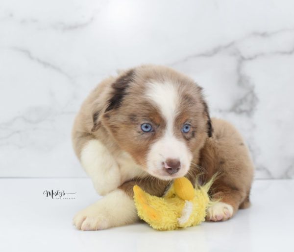 Mini / Toy Australian Shepherd Puppy Clementine