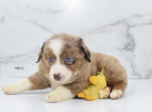 Mini / Toy Australian Shepherd Puppy Clementine