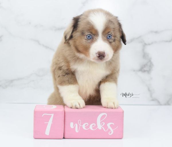 Mini / Toy Australian Shepherd Puppy Clementine