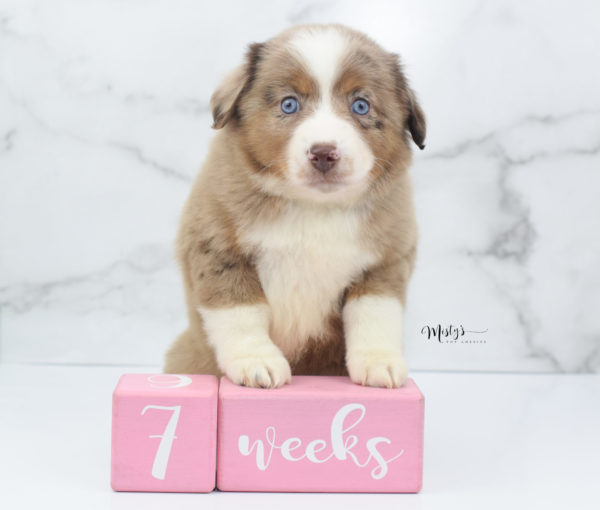 Mini / Toy Australian Shepherd Puppy Clementine