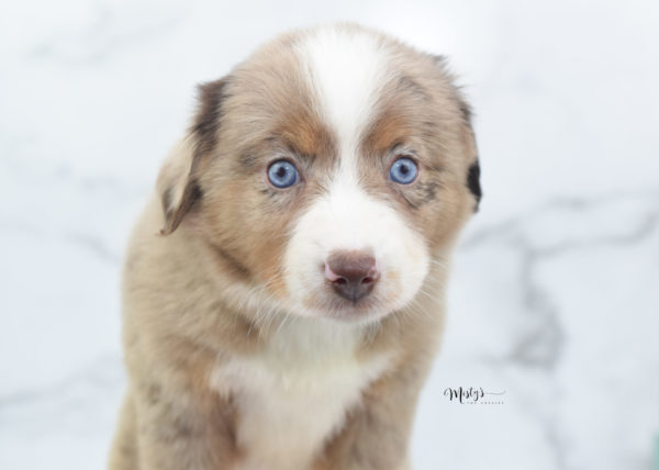 Mini / Toy Australian Shepherd Puppy Clementine