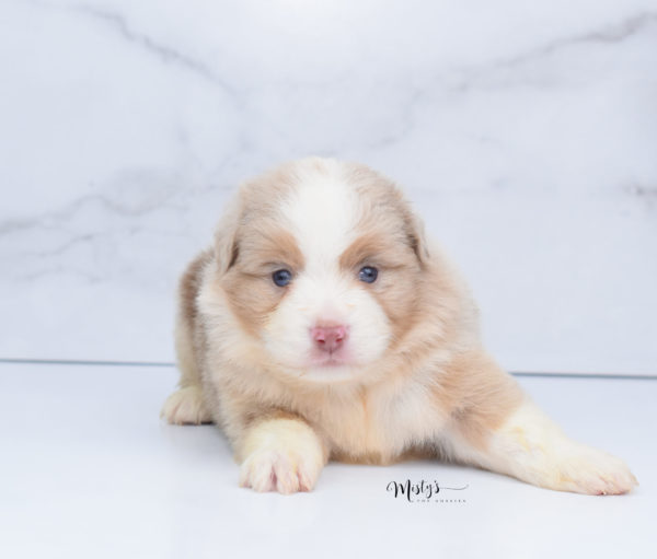 Mini / Toy Australian Shepherd Puppy Homie