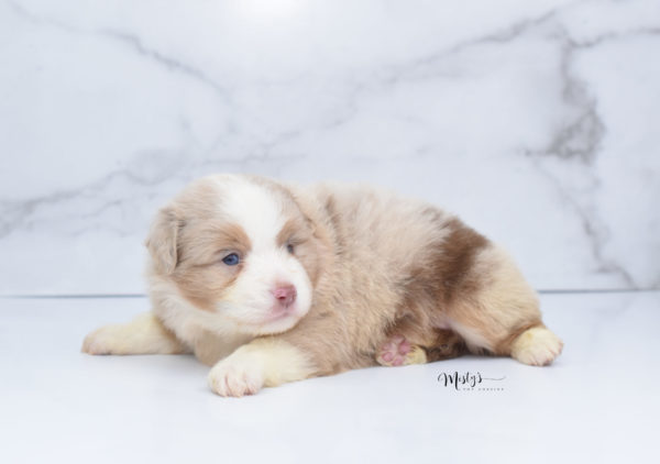 Mini / Toy Australian Shepherd Puppy Homie