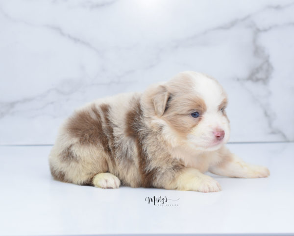 Mini / Toy Australian Shepherd Puppy Homie