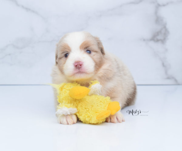 Mini / Toy Australian Shepherd Puppy Homie