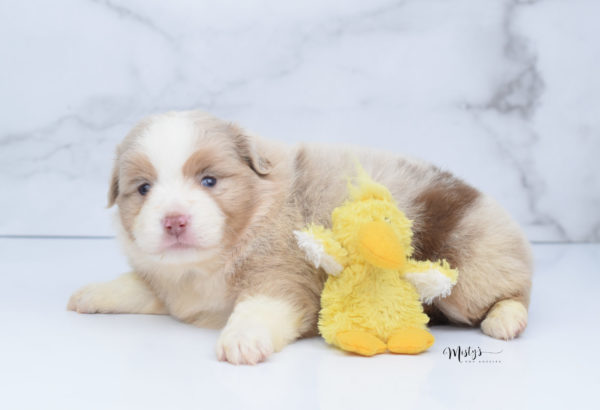 Mini / Toy Australian Shepherd Puppy Homie