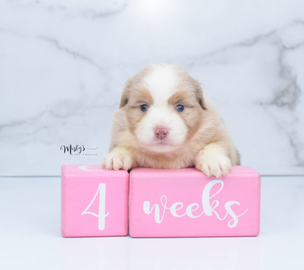 Mini / Toy Australian Shepherd Puppy Homie