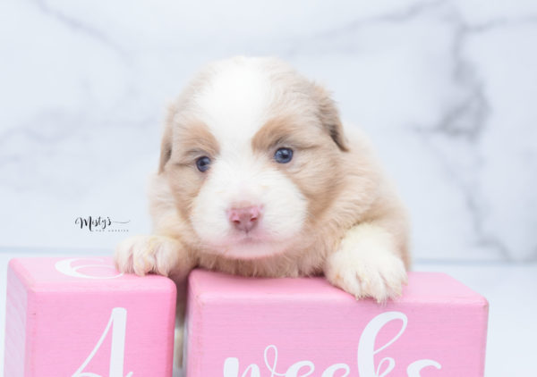 Mini / Toy Australian Shepherd Puppy Homie