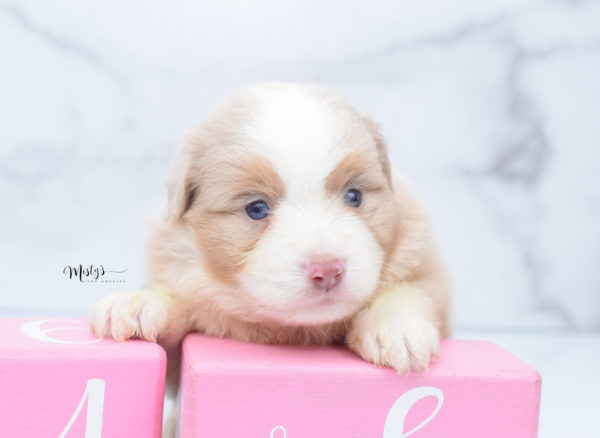 Mini / Toy Australian Shepherd Puppy Homie