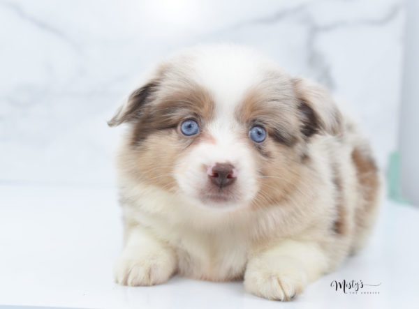 Mini / Toy Australian Shepherd Puppy Ginger