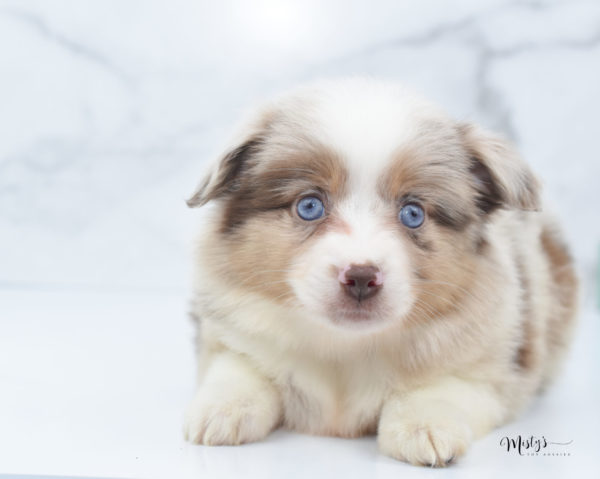 Mini / Toy Australian Shepherd Puppy Ginger