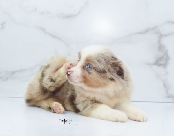 Mini / Toy Australian Shepherd Puppy Ginger