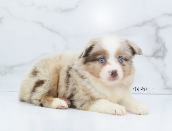 Mini / Toy Australian Shepherd Puppy Ginger