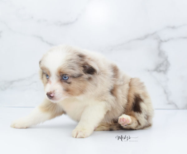 Mini / Toy Australian Shepherd Puppy Ginger