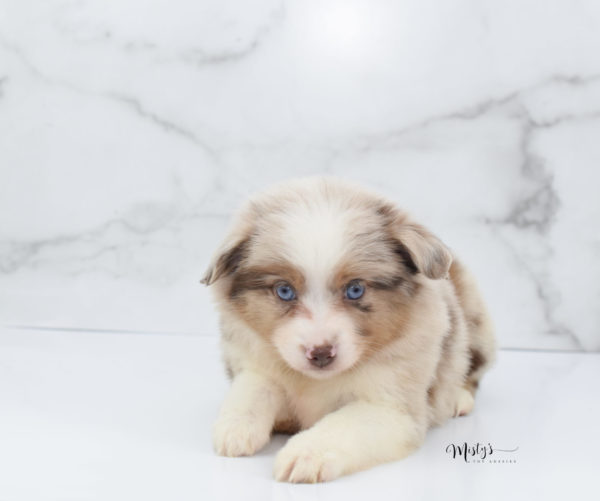 Mini / Toy Australian Shepherd Puppy Ginger