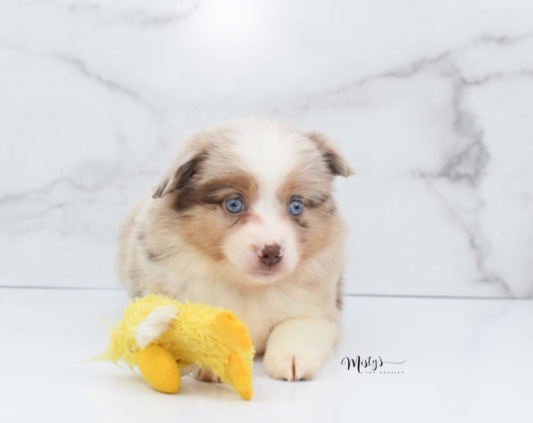 Mini / Toy Australian Shepherd Puppy Ginger