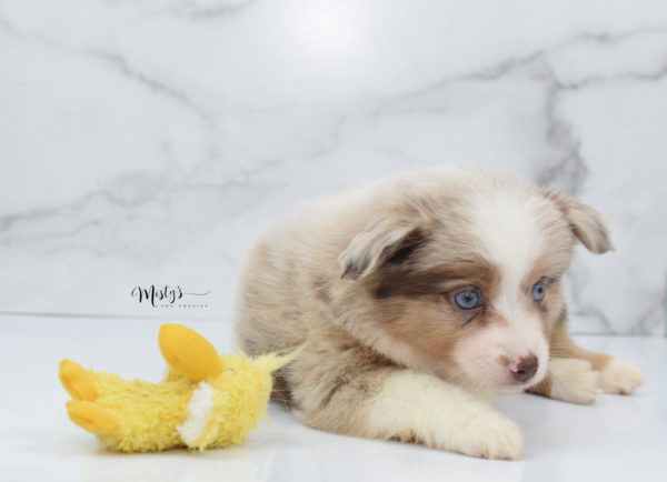 Mini / Toy Australian Shepherd Puppy Ginger