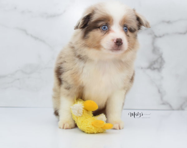 Mini / Toy Australian Shepherd Puppy Ginger