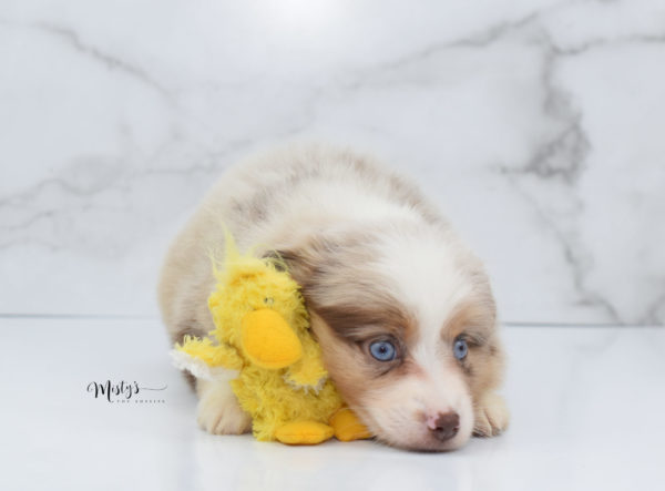 Mini / Toy Australian Shepherd Puppy Ginger