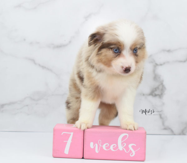 Mini / Toy Australian Shepherd Puppy Ginger