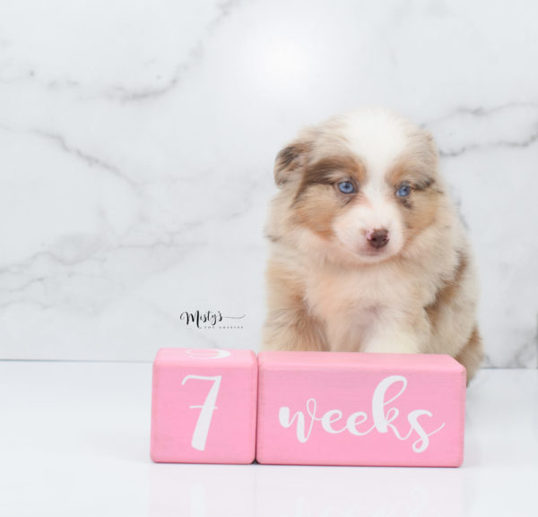 Mini / Toy Australian Shepherd Puppy Ginger