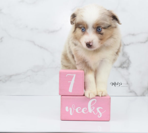 Mini / Toy Australian Shepherd Puppy Ginger