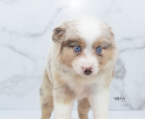 Mini / Toy Australian Shepherd Puppy Ginger