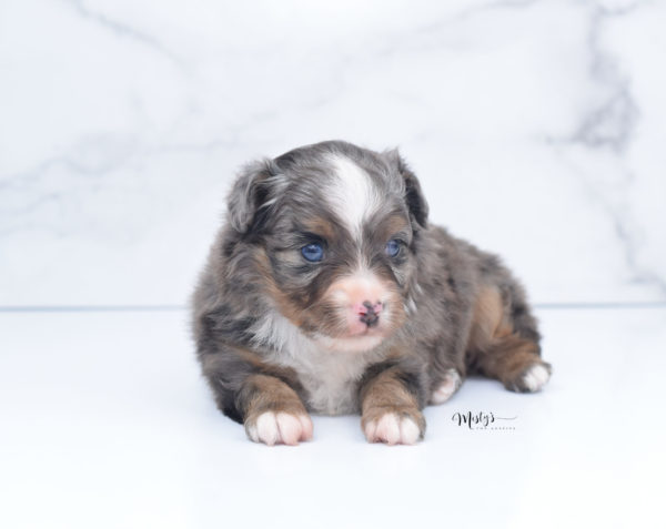 Mini / Toy Australian Shepherd Puppy Guinness