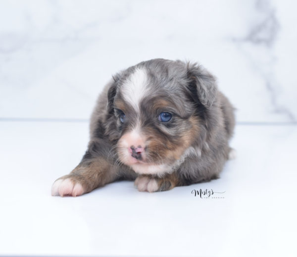 Mini / Toy Australian Shepherd Puppy Guinness