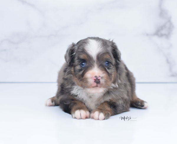 Mini / Toy Australian Shepherd Puppy Guinness