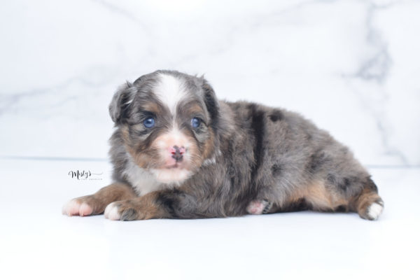 Mini / Toy Australian Shepherd Puppy Guinness