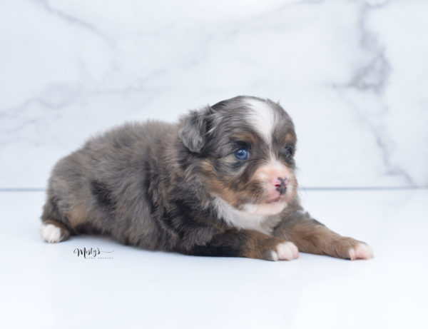 Mini / Toy Australian Shepherd Puppy Guinness