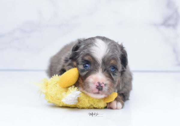 Mini / Toy Australian Shepherd Puppy Guinness