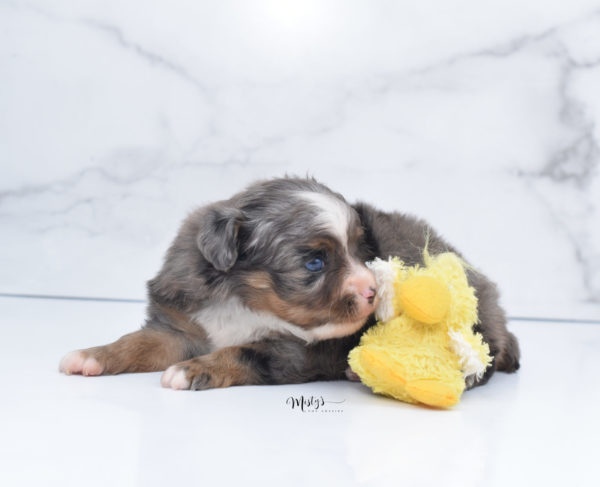 Mini / Toy Australian Shepherd Puppy Guinness