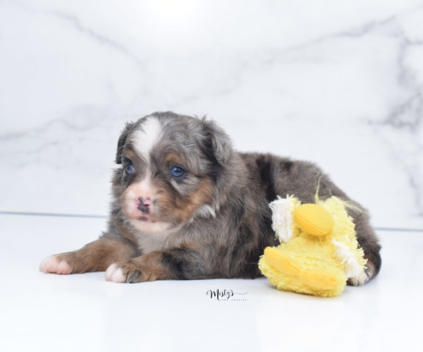 Mini / Toy Australian Shepherd Puppy Guinness