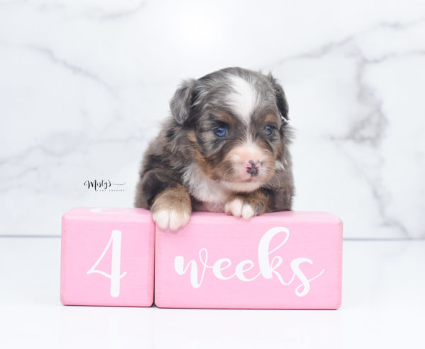 Mini / Toy Australian Shepherd Puppy Guinness