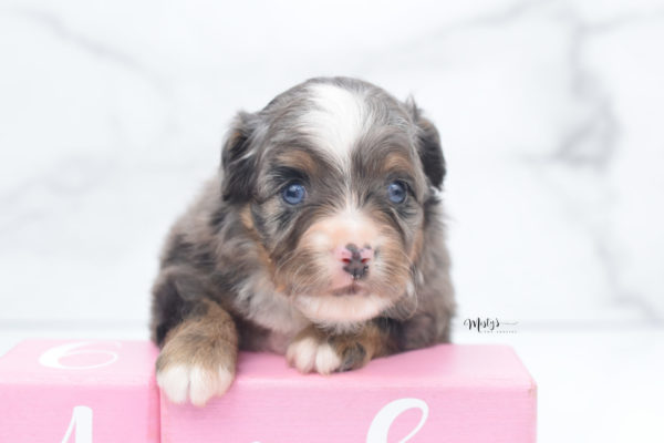 Mini / Toy Australian Shepherd Puppy Guinness