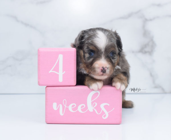 Mini / Toy Australian Shepherd Puppy Guinness